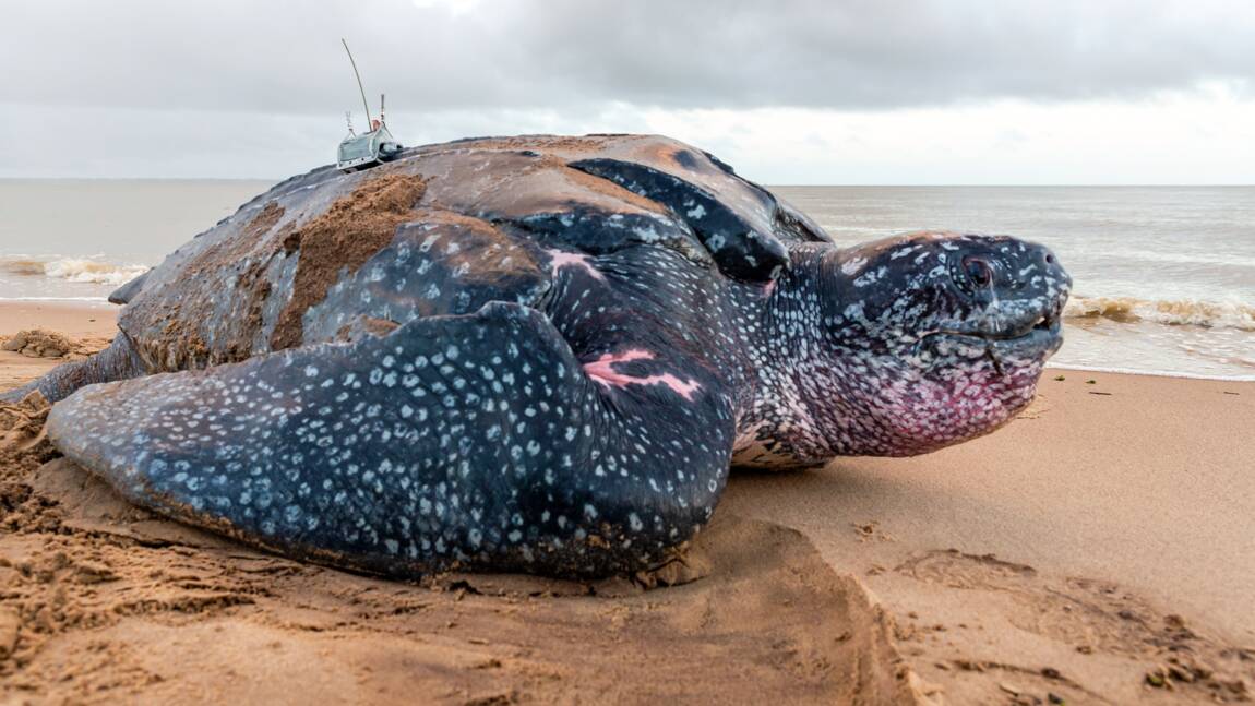 En Guyane La Tortue Luth Se Fait De Plus En Plus Rare Geo Fr