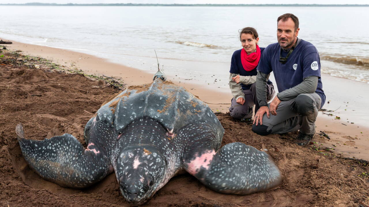 En Guyane La Tortue Luth Se Fait De Plus En Plus Rare Geo fr En Guyane La Tortue Luth Se Fait De Plus En Plus Rare Geo fr