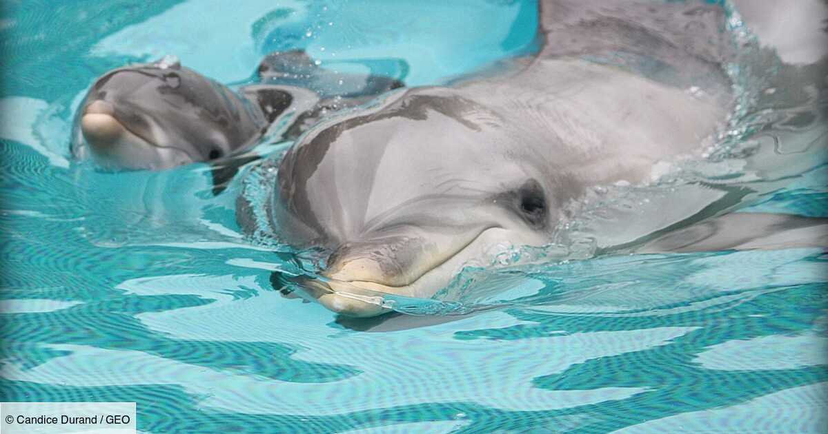 Naissance D Un Bebe Dauphin Au Parc Planete Sauvage Geo Fr