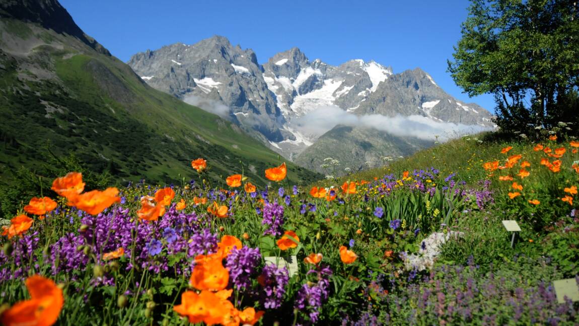 Hautes-Alpes : le jardin du Lautaret, un concentré de fleurs, de science et d'histoire