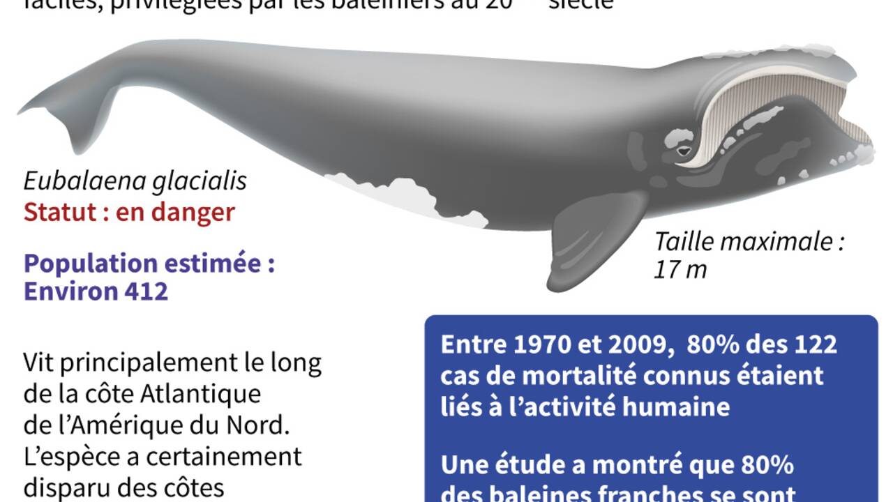 Le Canada annonce de nouvelles mesures pour protéger la baleine noire