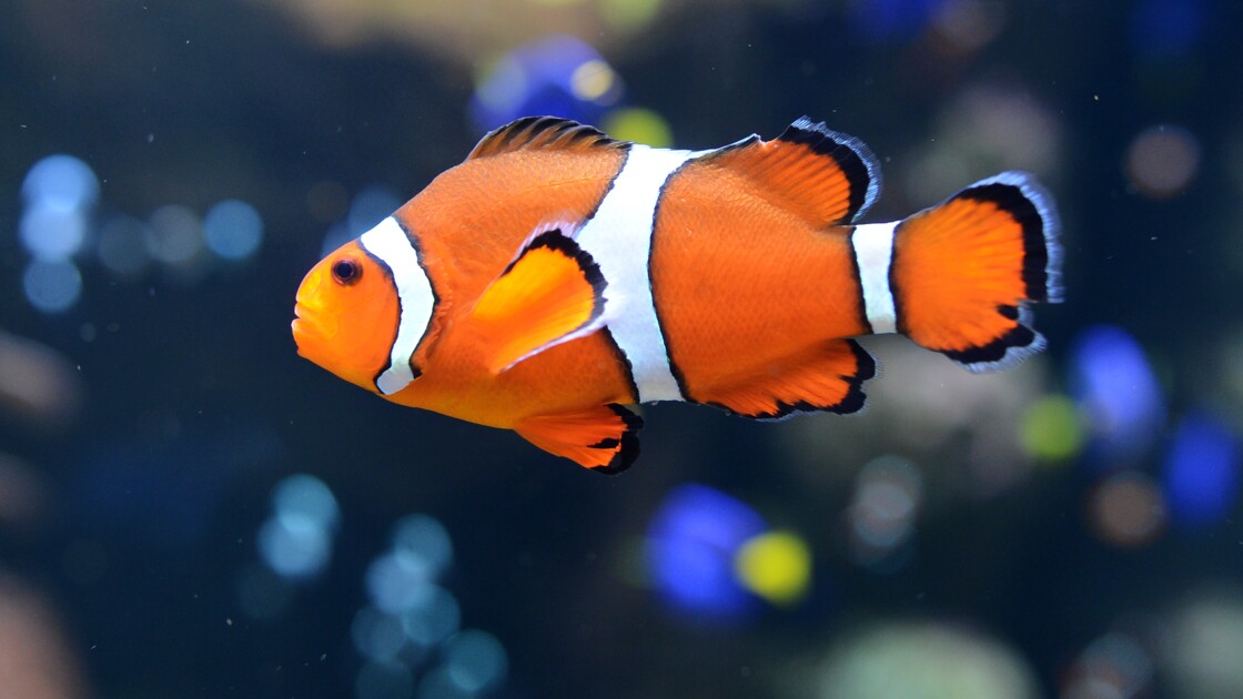 Petit Poisson Néclora Pas La Faute à La Pollution