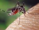 Paludisme : pour lutter contre les moustiques, des scientifiques travaillent sur la création d’un faux sang 