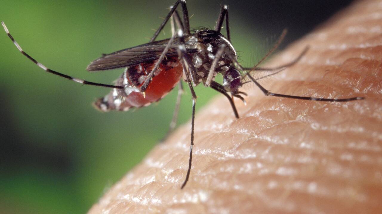Paludisme : pour lutter contre les moustiques, des scientifiques travaillent sur la création d’un faux sang 