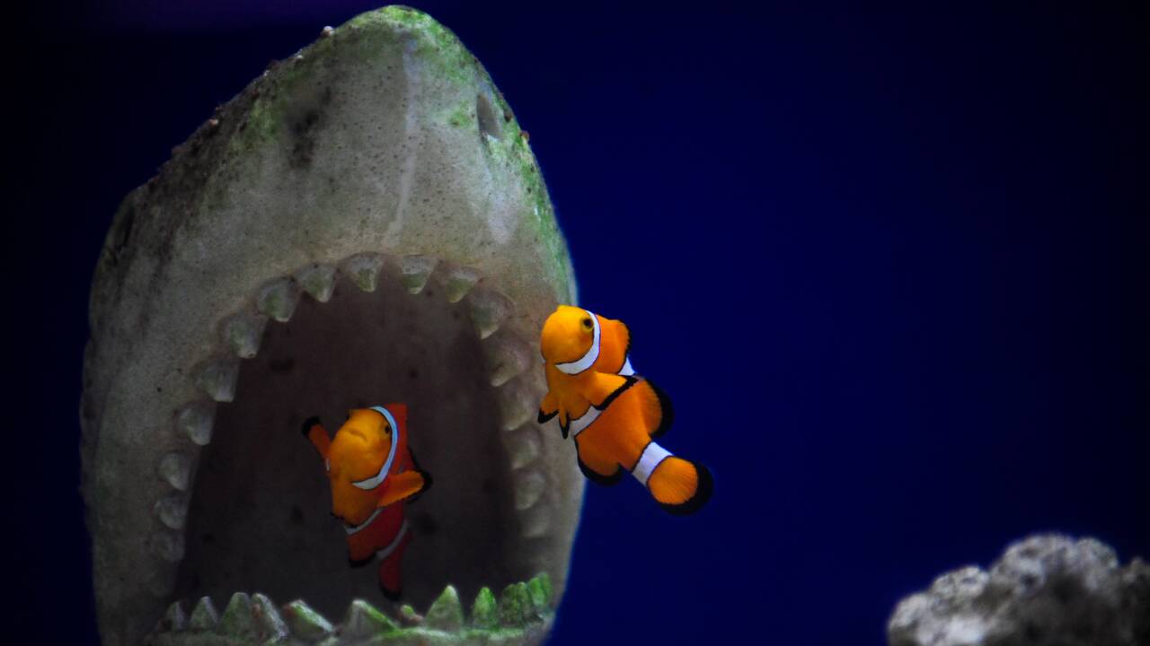 Le poisson-clown n'a pas la capacité génétique de s'adapter
