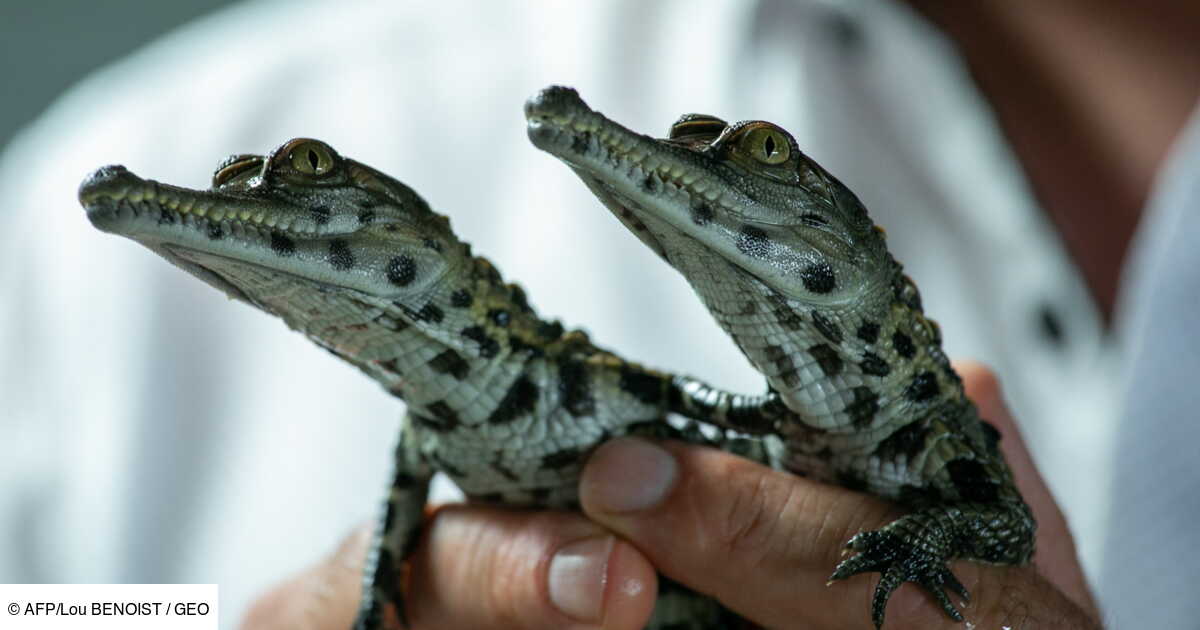 Naissance En Normandie De Bebes Crocodiles D Une Espece Menacee Geo Fr