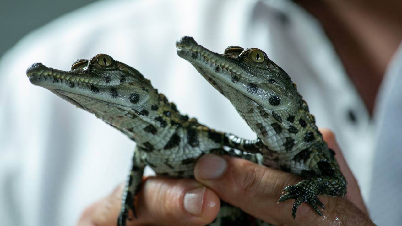 Naissance en Normandie de bébés crocodiles d'une espèce menacée