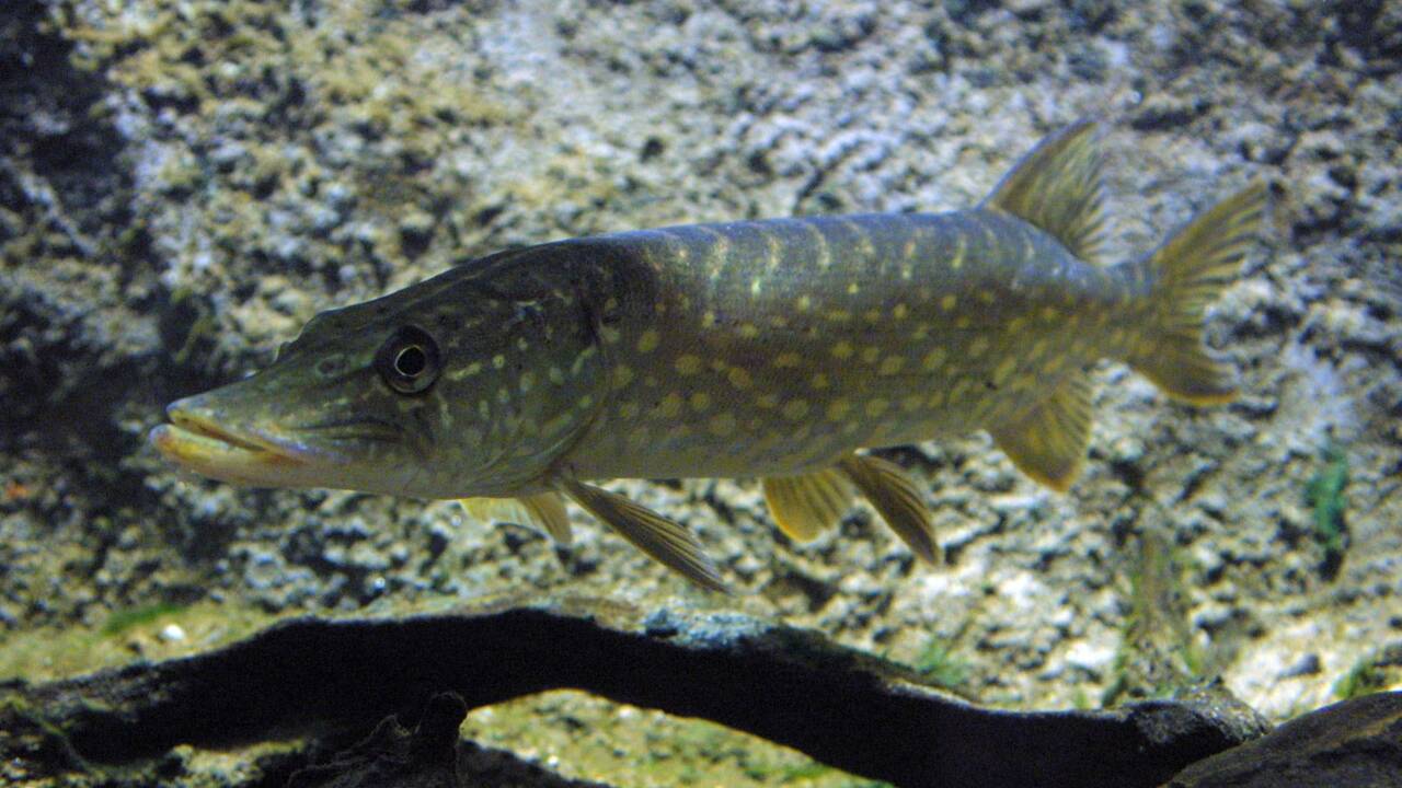 En France Une Espece De Poisson D Eau Douce Sur 5 Est Menacee Geo Fr