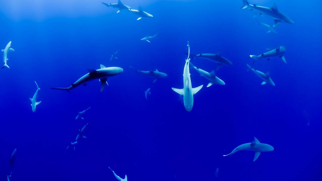 Les requins pourraient disparaître de la mer Méditerranée selon le WWF