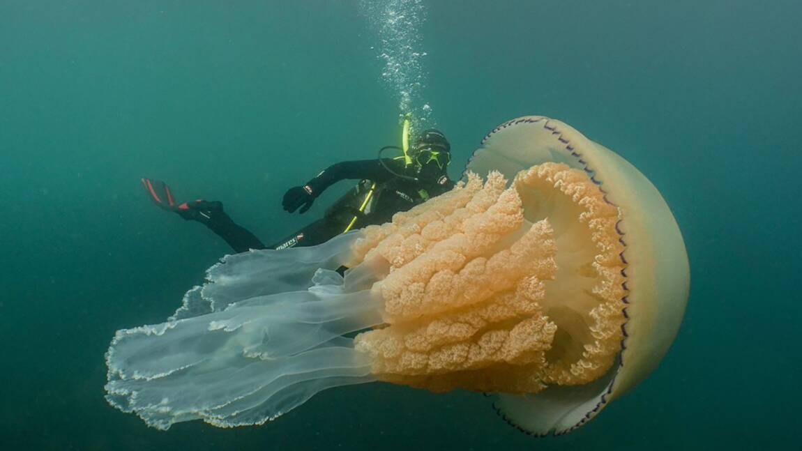 Quand une biologiste croise la route d'une méduse géante au large des Cornouailles
