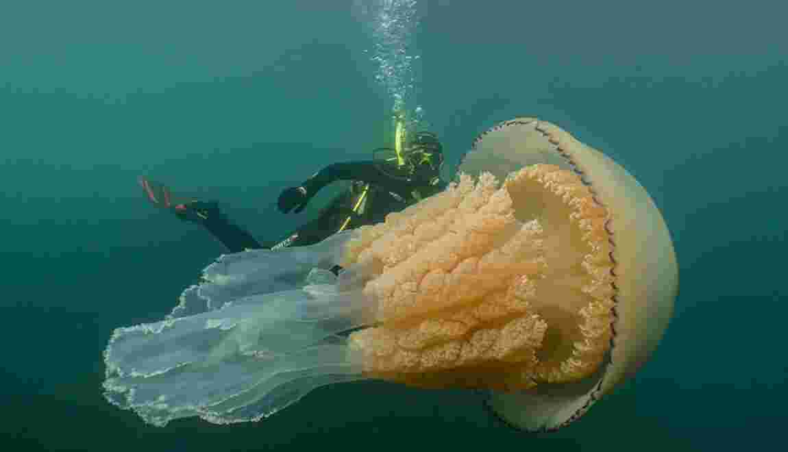 Quand une biologiste croise la route d'une méduse géante au large des Cornouailles
