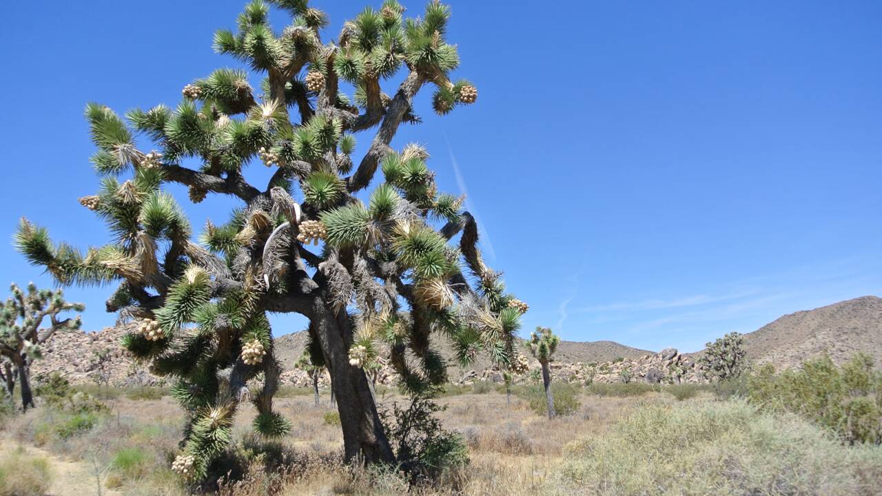 Californie : les arbres de Josué pourraient être classés espèce protégée à cause du changement climatique