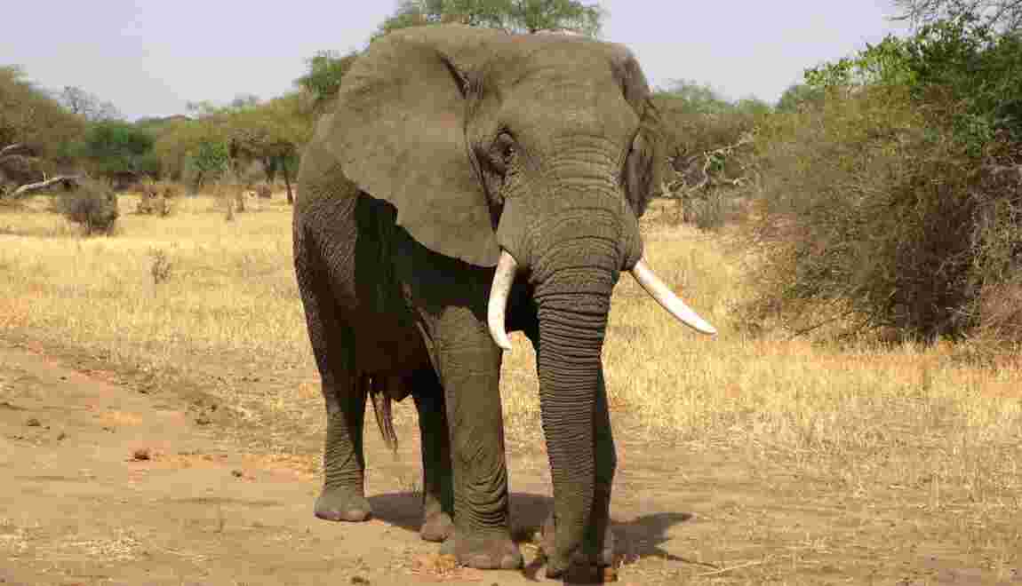 L'éléphant, gardien des stocks de carbone en Afrique Centrale