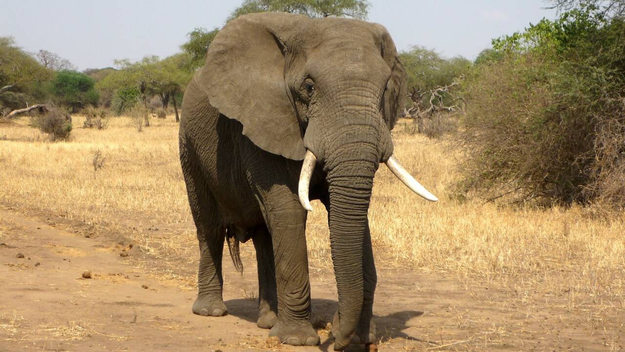 L'éléphant, gardien des stocks de carbone en Afrique Centrale