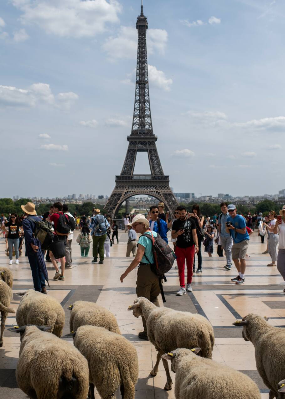 Transhumance urbaine: à Paris, les brebis traversent dans les clous