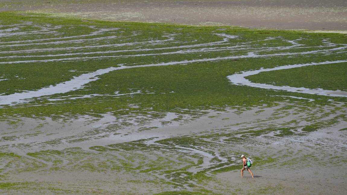 Mort d'un ostréiculteur: les algues vertes ne sont pas en cause