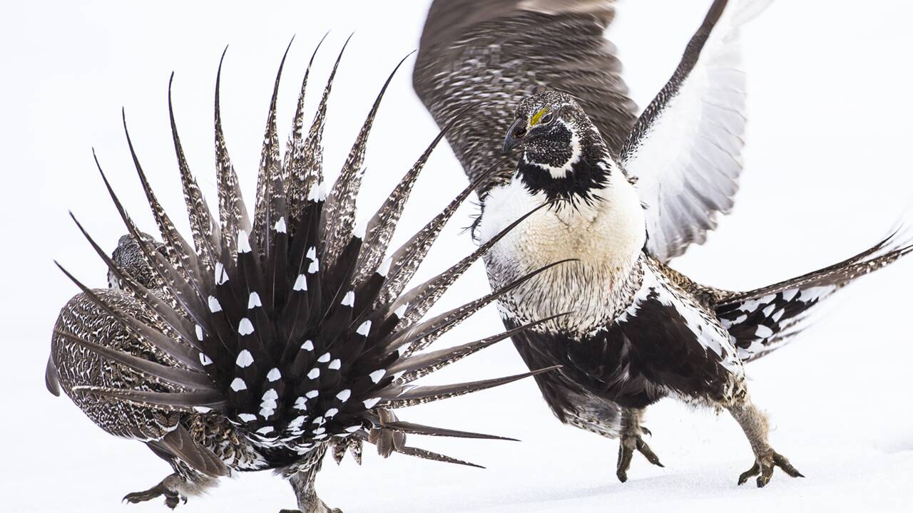 Les magnifiques photos d'oiseaux récompensées par les Audubon Photography Awards