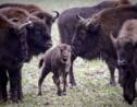 Les 19 bisons qui divaguaient à Megève ont été abattus