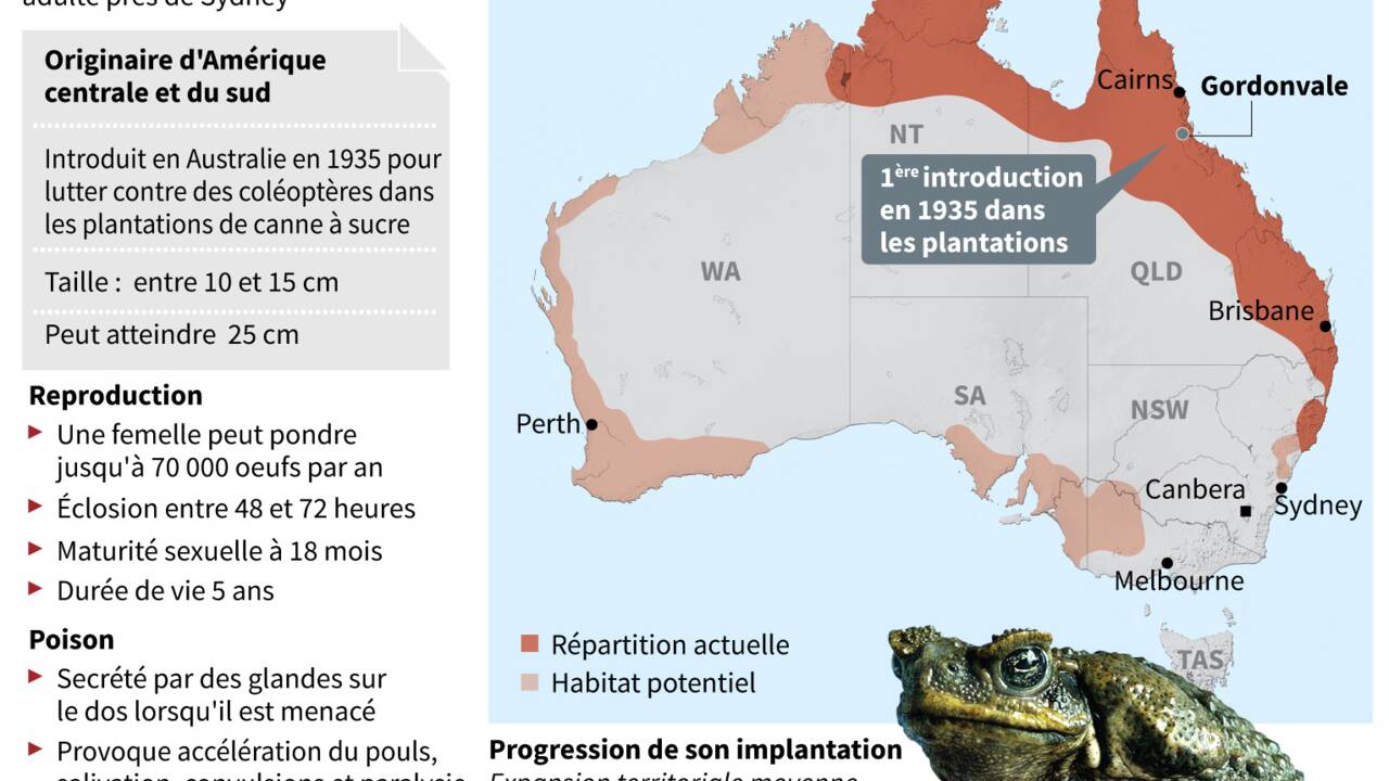 Australie: alerte au crapaud-buffle dans le sud