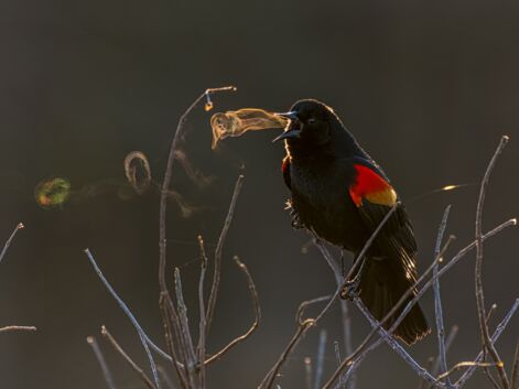 Audubon Photography Awards : les magnifiques photos d'oiseaux lauréates du concours