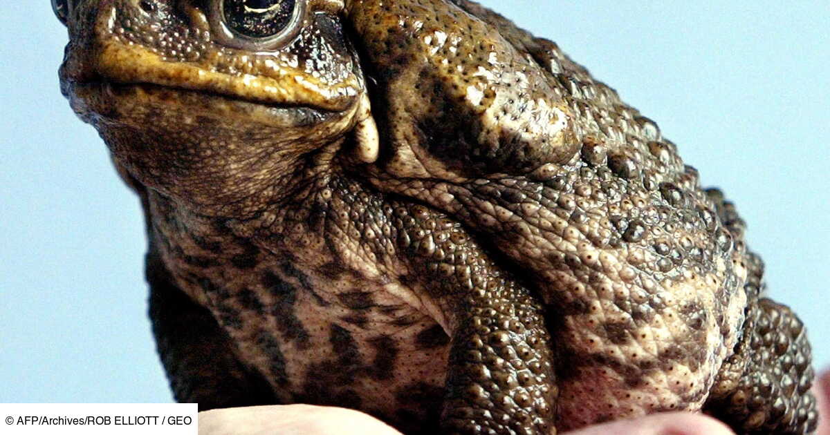 Australie Alerte Au Crapaud Buffle Dans Le Sud Geo Fr