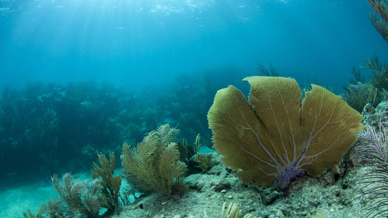 Le changement climatique n'est pas la seule menace responsable de la mort des coraux