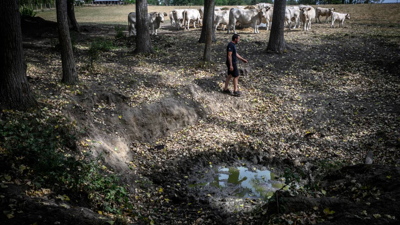 En proie à la sécheresse, les agriculteurs auvergnats implorent le ciel