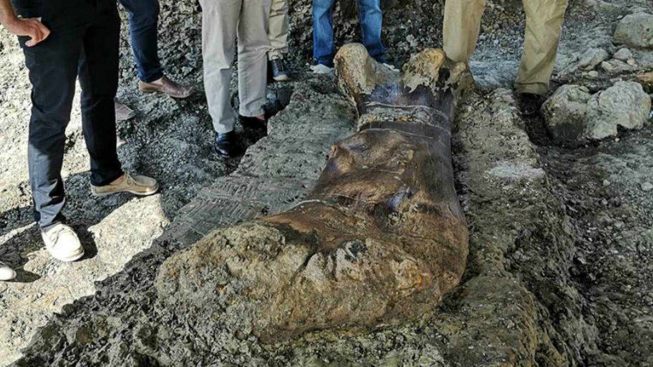 Un fémur de dinosaure géant long de 2 mètres exhumé sur le site paléontologique d'Angeac-Charente