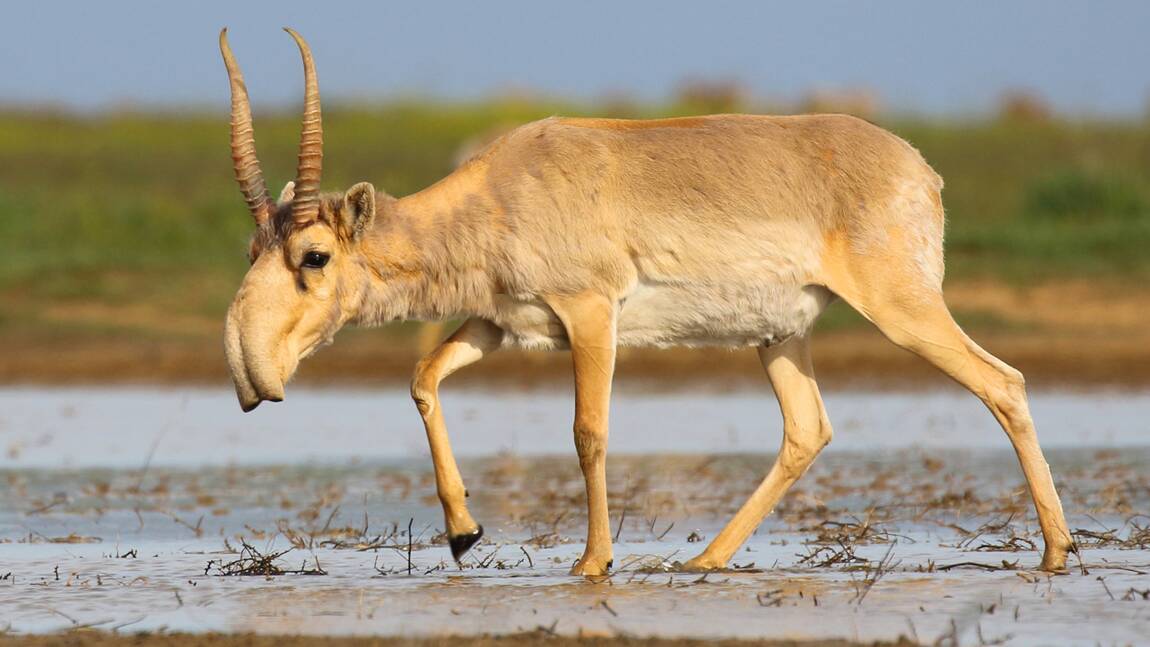 La population d'une antilope rare et menacée a doublé au Kazakhstan