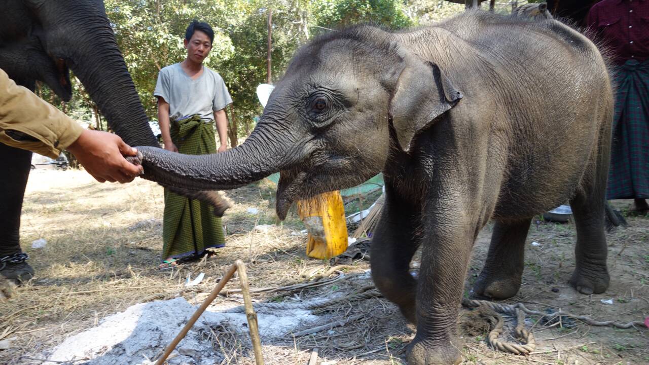 Les éléphants de Birmanie, victimes d'un commerce macabre : notre journaliste témoigne