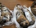 Sept tigres surgelés découverts dans une voiture au Vietnam