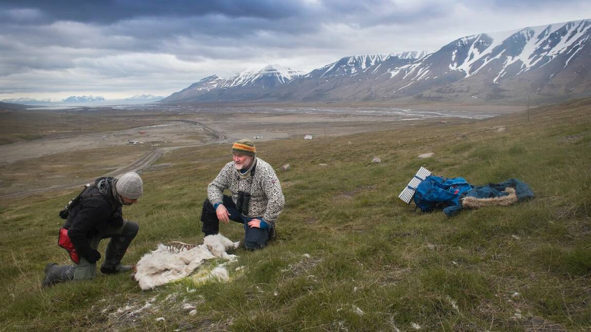 Arctique: 200 rennes retrouvés morts de faim, le changement climatique pointé du doigt