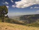 L'Ethiopie plante 350 millions d'arbres en un jour pour lutter contre la déforestation