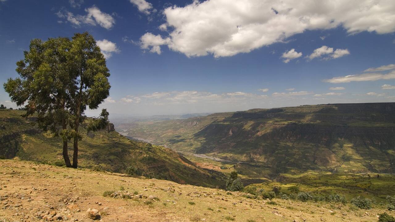 L'Ethiopie plante 350 millions d'arbres en un jour pour lutter contre la déforestation