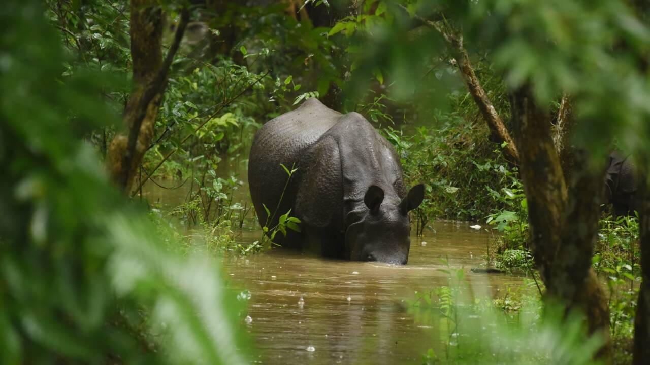 Un bébé rhinocéros sauvé des inondations qui ont tué plus de 200 animaux en Inde