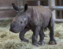 La naissance d'un rhinocéros blanc en Californie, une source d'espoir pour l'espèce
