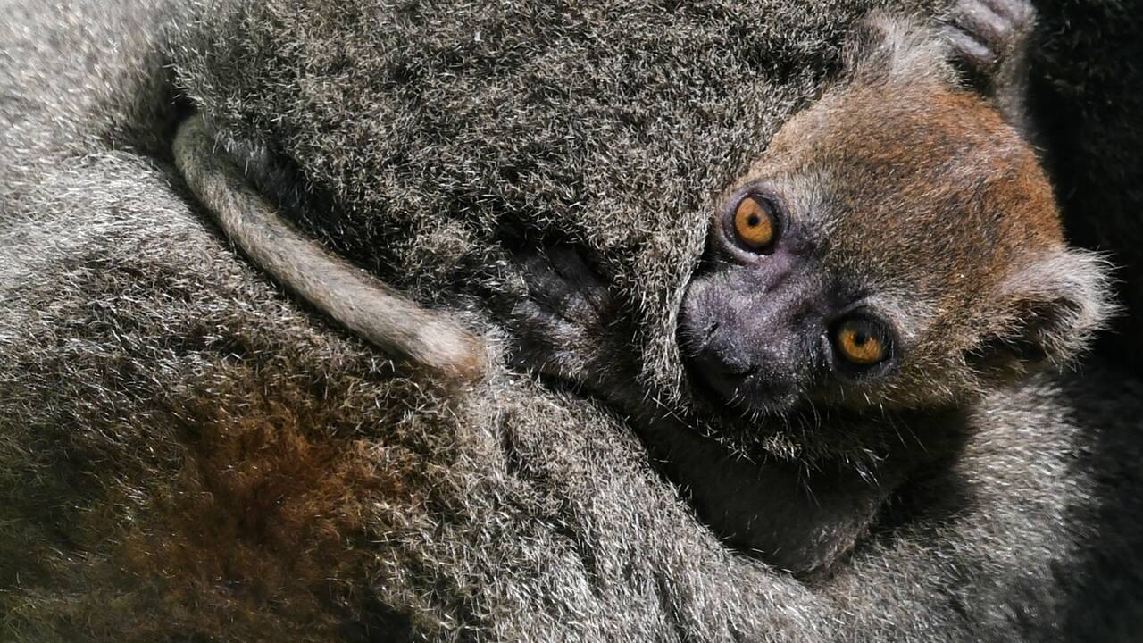 Besançon: mort d'un bébé lémurien Grand Hapalémur, espèce en danger d'exctinction