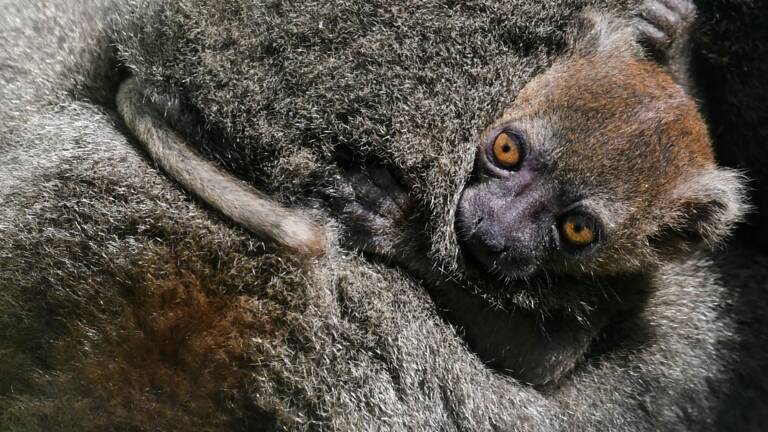 Naissance Rarissime D Un Kangourou Albinos En Australie Geo Fr