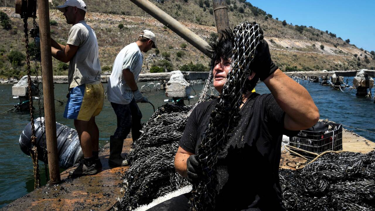 Réchauffement climatique: la moule de Butrint meurt de chaud