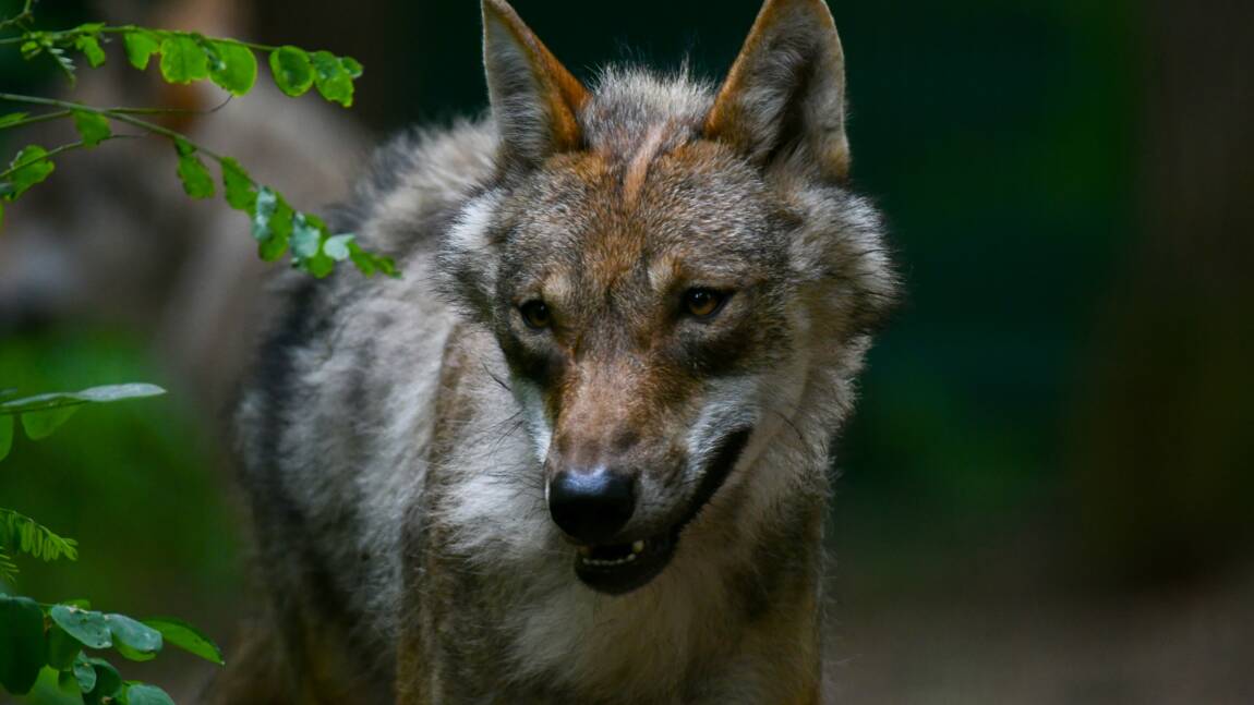 Premier loup de l'année abattu en France, dans les Alpes-de-Haute-Provence
