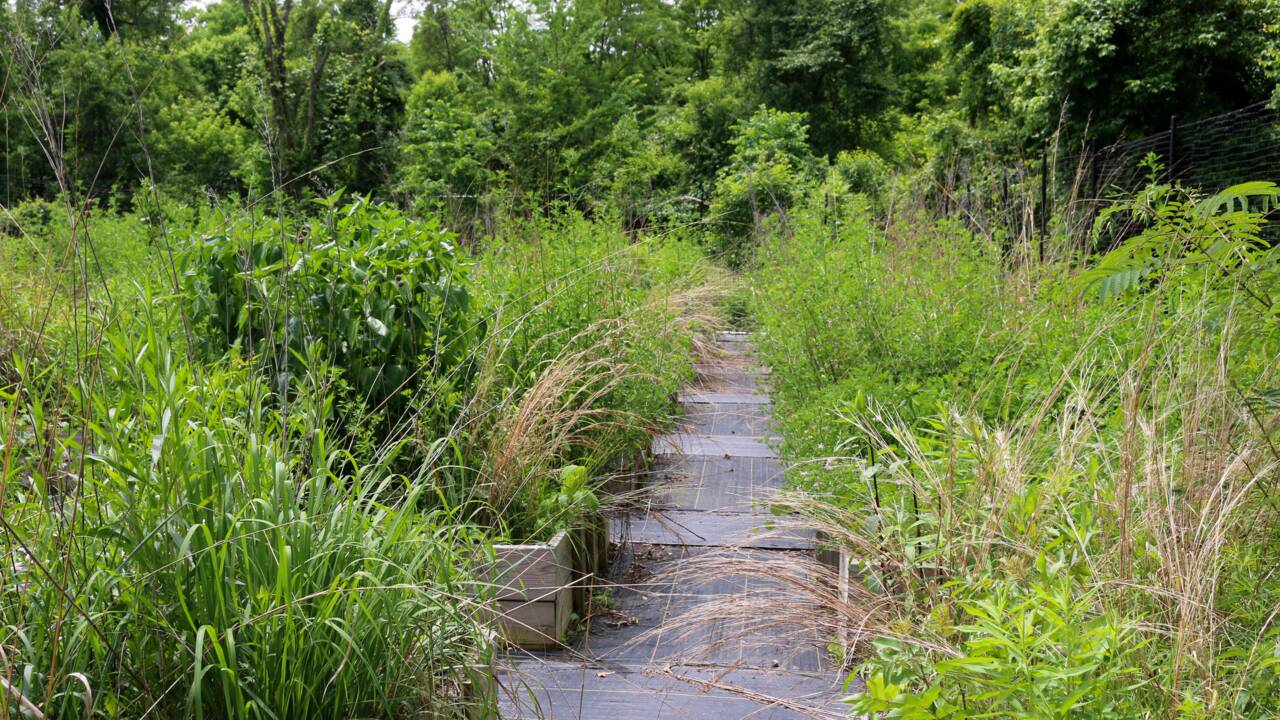 Retour à la nature : à Washington, des citadins transforment leur jardin en jungle sauvage