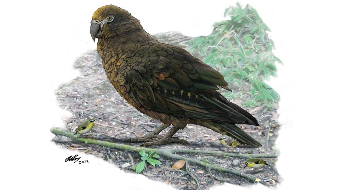Il y a 19 millions d'années, un perroquet géant vivait en Nouvelle-Zélande