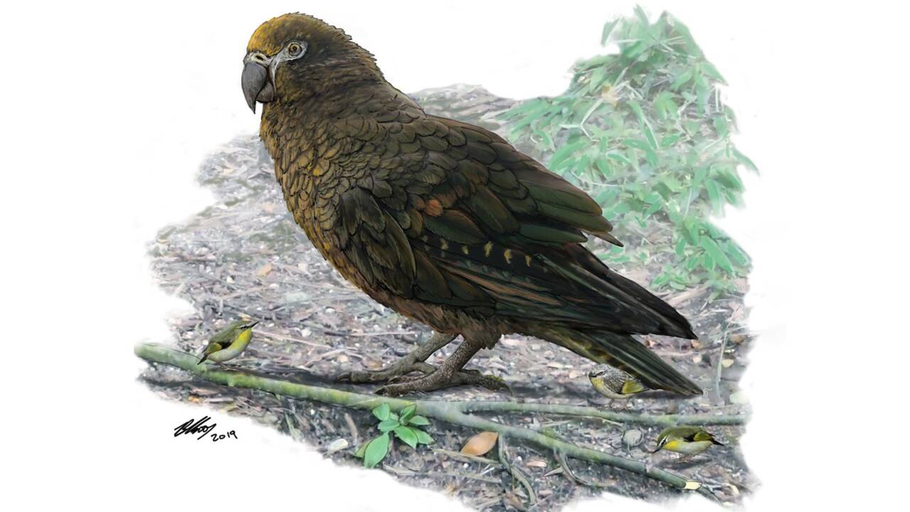 Il y a 19 millions d'années, un perroquet géant vivait en Nouvelle-Zélande