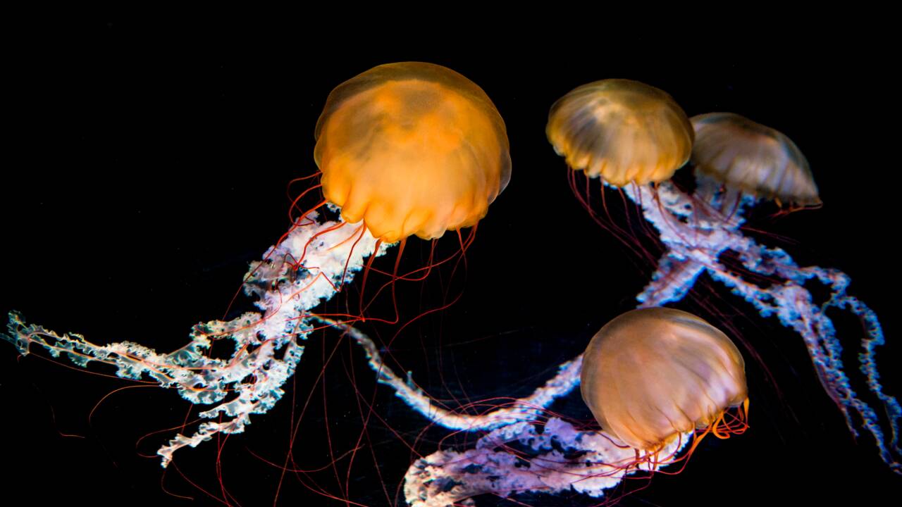 Voici les espèces de méduses que vous pourrez rencontrer sur les plages françaises 