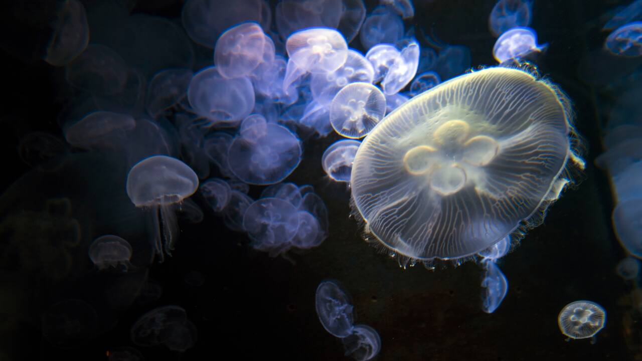 Voici les espèces de méduses que vous pourrez rencontrer sur les plages françaises 