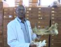 Kenya : au musée de Nairobi, sur les traces de Simbakubwa, gigantesque carnivore préhistorique
