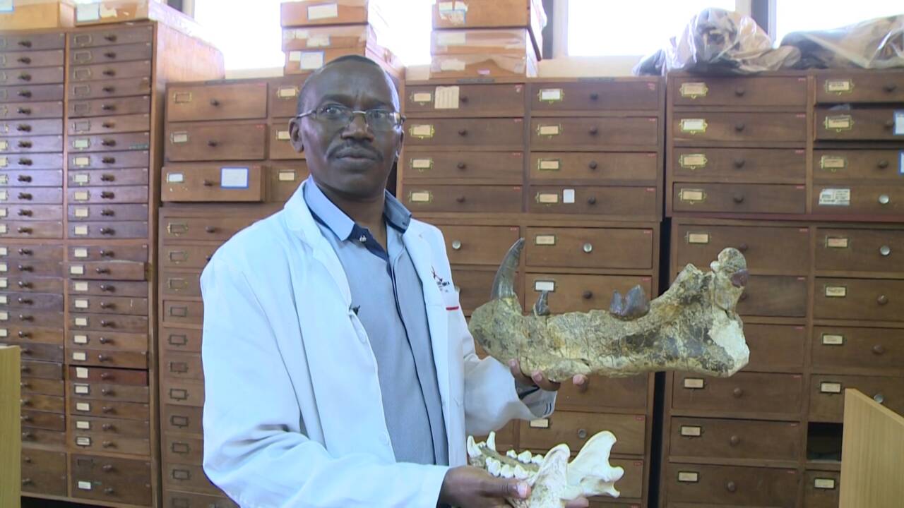 Kenya : au musée de Nairobi, sur les traces de Simbakubwa, gigantesque carnivore préhistorique