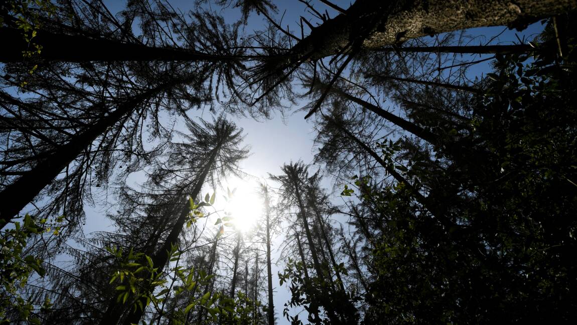 Face au réchauffement, les pistes des professionnels pour protéger la forêt européenne