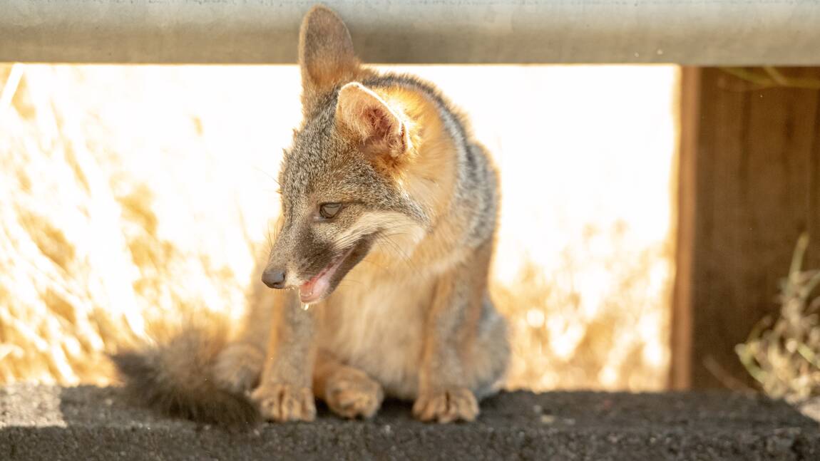 Etats-Unis: autorisation des "bombes au cyanure" contre les renards et coyotes
