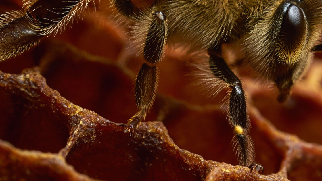 Une Exposition Au Plus Pres Des Abeilles A Decouvrir Au Havre Geo Fr